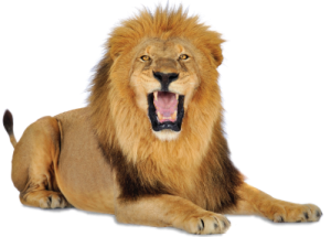 Lion PNG-23263